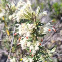 uncinulata subsp. coomaloo